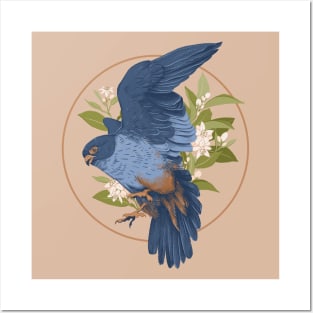 Red Footed Falcon Posters and Art